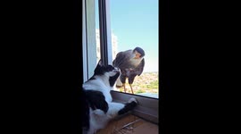 Cat unfazed as two Mexican eagles aggressively snap at it through window