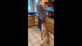 Golden Retriever playfully pulls down man's pants
