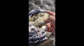 Clams expertly burrow into watery sand: San Antonio Este, Argentina