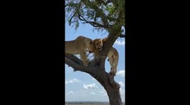 LIONS CLIMBING THE TREE IN SERENGETI