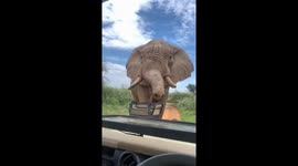 Close Encounter With Curious African Elephant