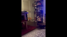 Kitten Turns On The Lights