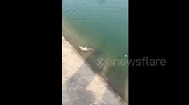 Romantic fish follows mate after she gets hooked by fisherman