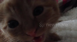 Ginger kitten's cuteness overload!
