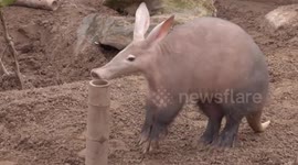 Cute Aardvark in eating frenzy at zoo