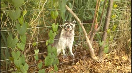 Particularly friendly raccoon wants to get onto golf course
