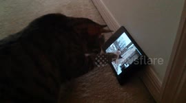 Cat enjoys watching birds on tablet