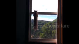 Kitten looks like it's doing pull-ups on window frame