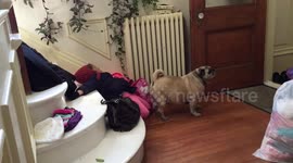 Little kid inspecting her dog's rear