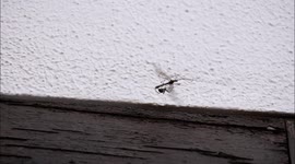 Epic battle between spider and daddy long legs