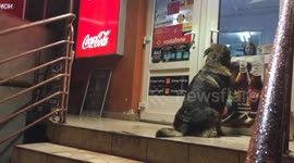 Begging dog keeps store owner 'hostage' in her own shop