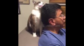 Mooshie the Cat licking Uncle Steve a Bald Spot!