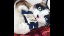 Mooshie the Cat with Catnip Toy!