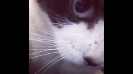 Mooshie the Cat licking her lips