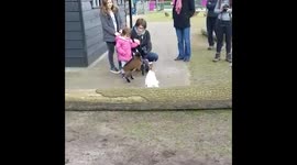 Two baby goats have a fight