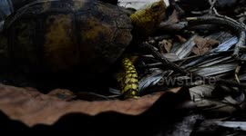 Box turtle sexual behaviour
