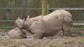 Rhino attacks large rock in zoo enclosure