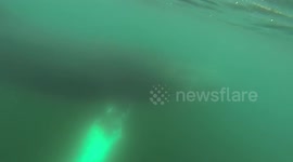 Humpback whales singing underwater off Antarctica