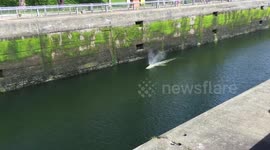 'Gray whale' spotted swimming in Seattle’s Ballard Locks