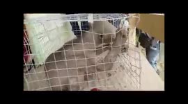 Imágenes exclusivas del chupacabras