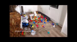 Cockatoo makes an absolute mess in owner's kitchen