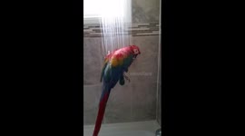 Footage of a parrot taking a shower