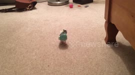 Budgie spins around on the spot