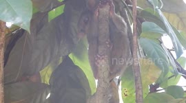 Tarsier falling asleep