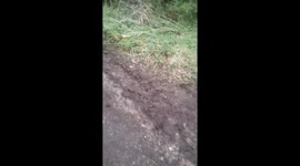 Little deer cought in the fence at Taylor park St helens