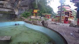 Swimming and playing baby monkeys at the pool
