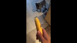 Pug vs banana