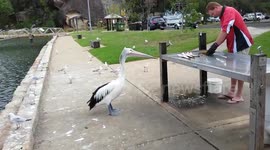 Cheeky pelican steals fish from fisherman