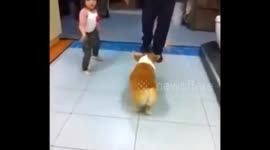 Corgi twists its hip