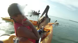 Friendly pelican introduces himself to kayaker