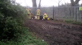 mergency services try to rescue a young deer stuck in the fence at Taylor park ‹