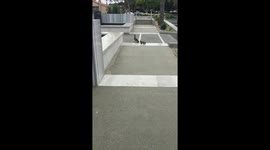 Ducklings with mama after 6 year old rescues from drain pipe