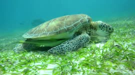 Impressive footage of sea turtle feasting on sea grass