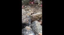 Spider in the back yard
