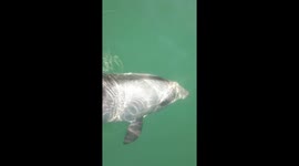 Cool footage of a dolphin swimming and jumping beside a boat