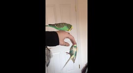 Budgie acrobatics and kisses for support