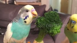 Budgies eating broccoli