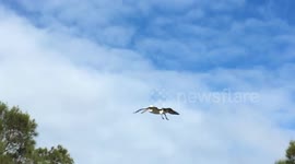 Pelican (Large Australian Bird) landing on pole - Slow Mo