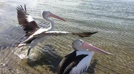 Slow Motion video of a pelican skipping across water