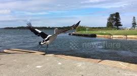 Pelican taking off and flying in Slow Motion