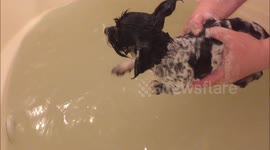 Wolfie Does The Doggie Air Paddle