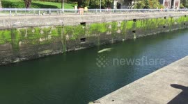 'Gray whale' spotted swimming in Seattle’s Ballard Locks