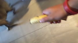 Pug vs banana