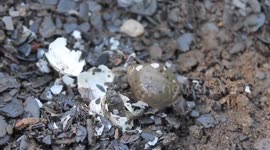 Footage of baby turtles hatching