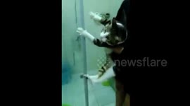 This cat really doesn't want to take a shower