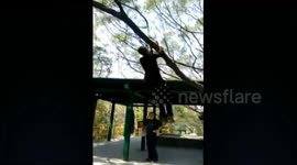 Elderly man shows off tree-climbing abilities